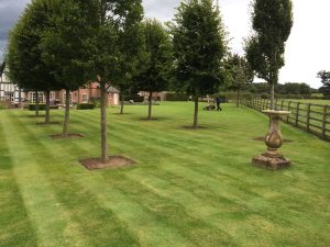 Tree Selection, Tree Surveys, Tree Preservation Orders