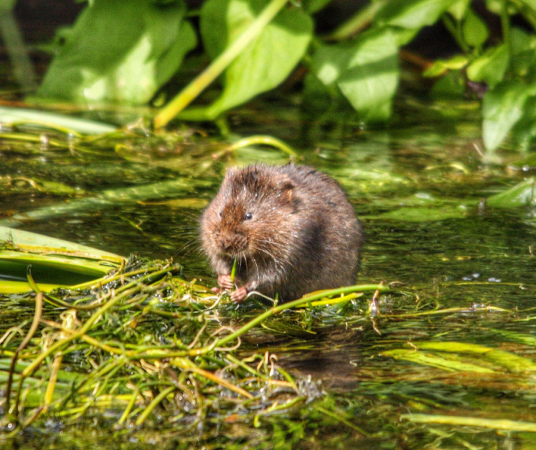 Water Vole, an endangered UK species