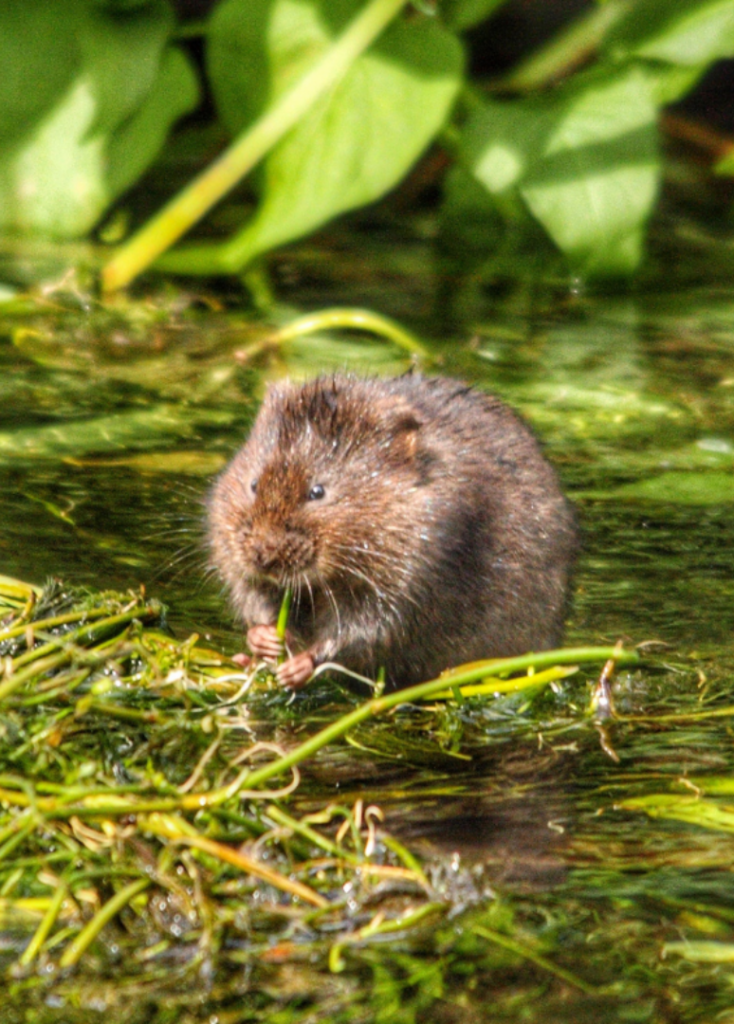 vole