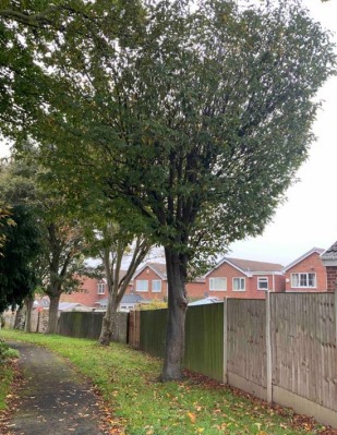 tree surveys in Wakefield