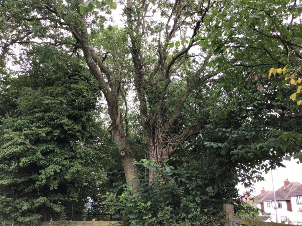 Tree Surveys in Nottingham